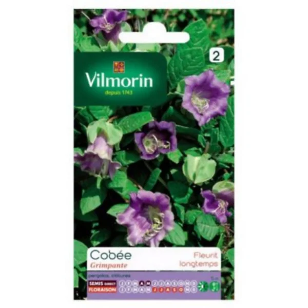 magasins pour Castorama Graines De Cobée Grimpante Vilmorin 1