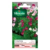 Castorama Graines De Cosmos Sensation Nain destockage 5