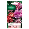 Castorama Graines De Godetia Double à Fleur Azalée Varié Vilmorin solde en ligne 7