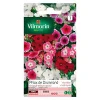 Castorama Graines De Phlox De Drummond Grande Fleur Variée Vilmorin mode tendance 5